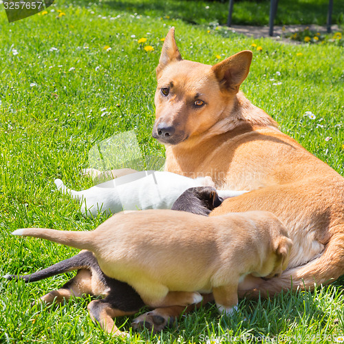 Image of Mixed-breed cute little dog family.