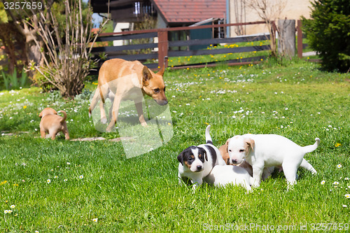 Image of Mixed-breed cute little dog family.