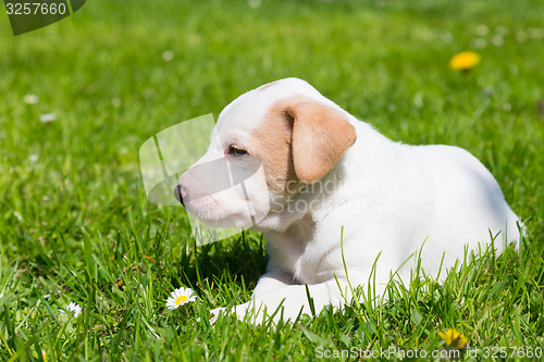 Image of Mixed-breed cute little puppy on grass.