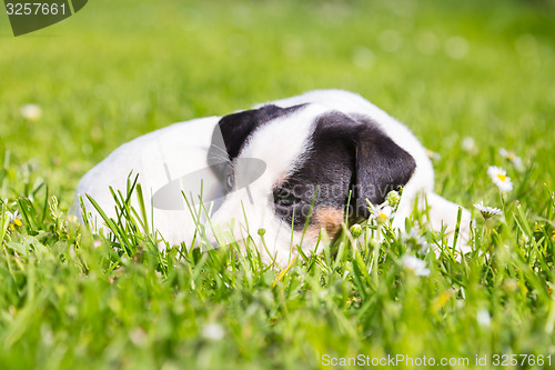 Image of Mixed-breed cute little puppy on grass.