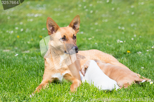 Image of Mixed-breed cute little dog family.