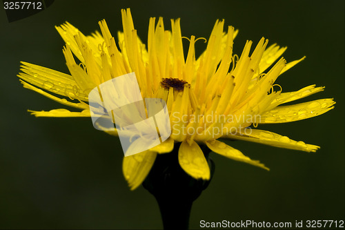 Image of yellow hieracium sylvaticum 