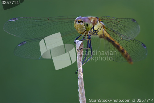 Image of front of wild black yellow dragonfly