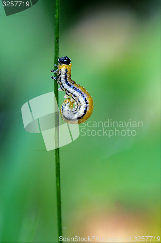 Image of curved yellow caterpillar 