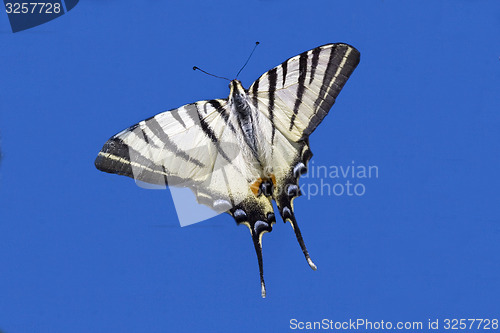 Image of  flying in the blue sky