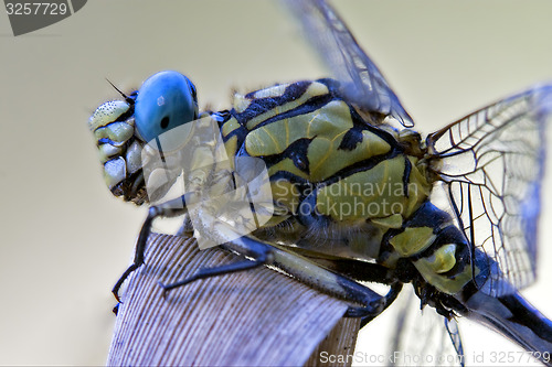 Image of black yellow dragonfly anax imperator 