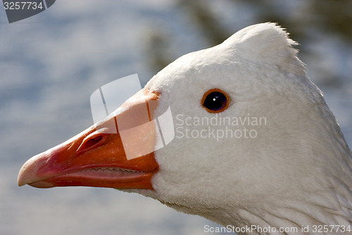 Image of white  duck whit black eye