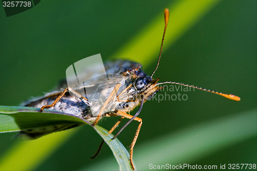 Image of front of wild brown orange 