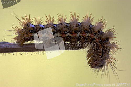 Image of hairy caterpillar 