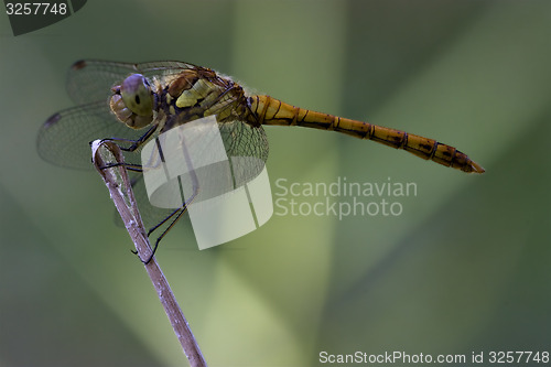 Image of  wild black yellow dragonfly 