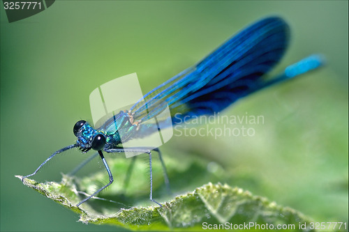 Image of  coenagrion puella on a leaf