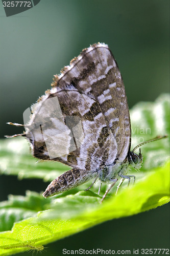 Image of wild brown  butterfly 