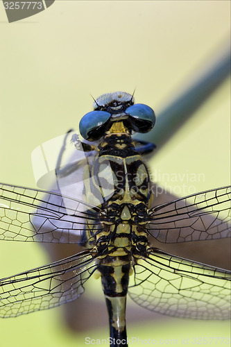 Image of back of wild black yellow dragonfly
