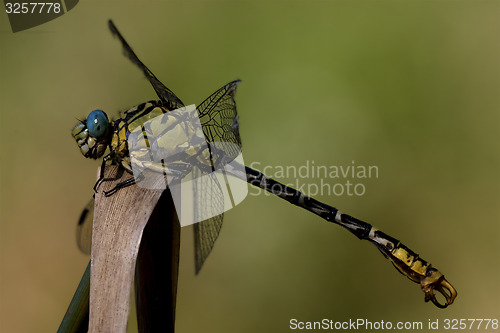 Image of  black yellow anax imperator