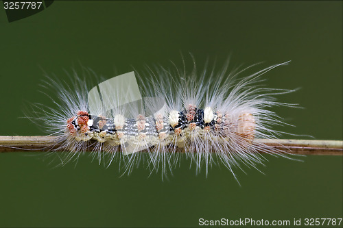 Image of  caterpillar  in the bush