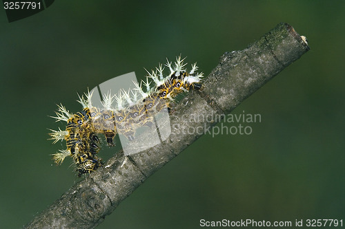 Image of caterpillar of Papilionidae in the branch
