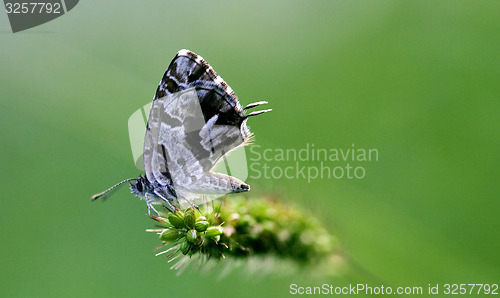 Image of utterfly  on a green