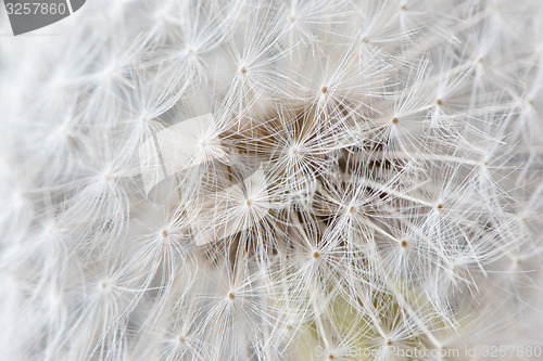 Image of Dandelion