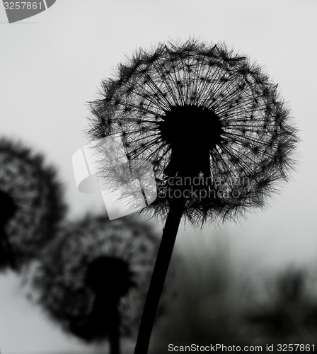 Image of Silhouette of dandelion