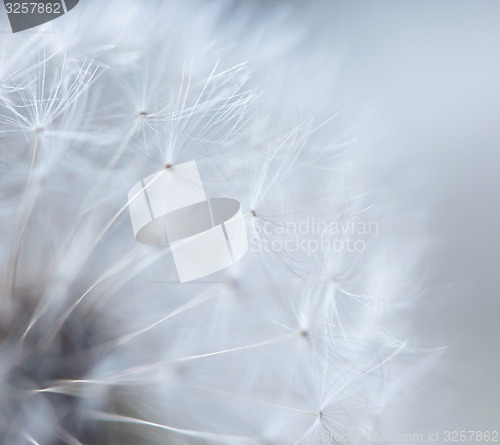 Image of Dandelion