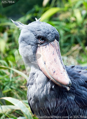 Image of Shoebill