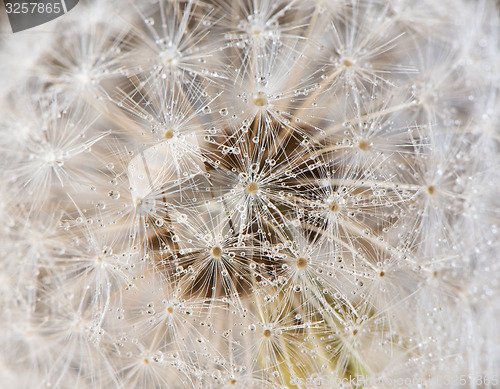 Image of Dandelion