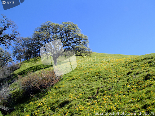 Image of  Wildflower Hill