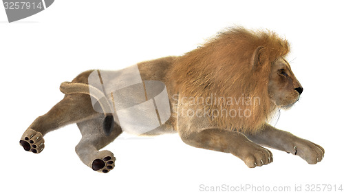 Image of Male Lion