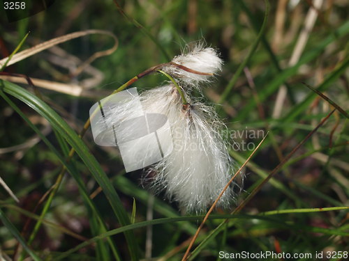 Image of Cotton grass_21.07.2002