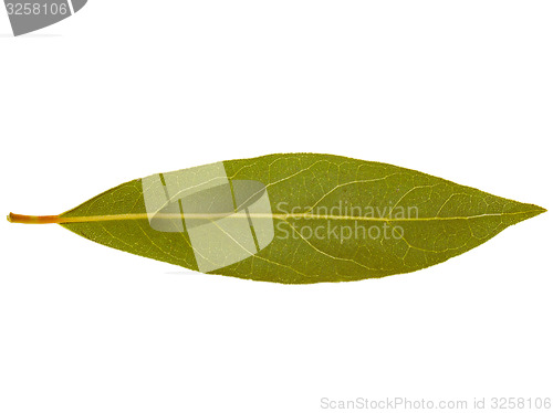 Image of Retro look Laurel Bay tree leaf isolated