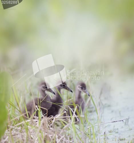 Image of Limpkin Chicks