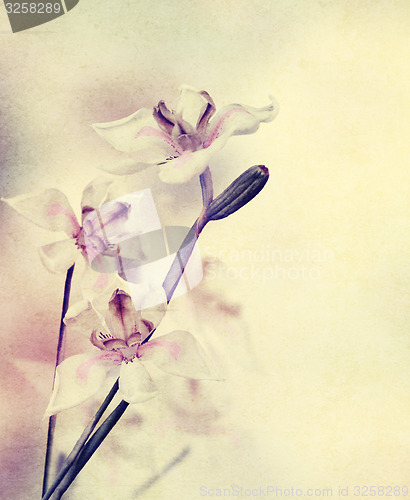 Image of Grunge Orchid Flowers