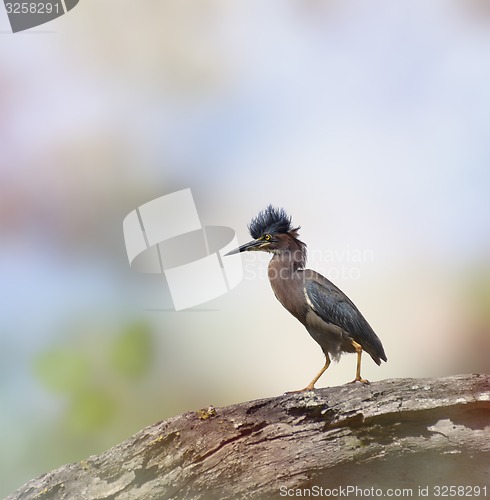 Image of Green Heron