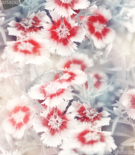 Image of Carnation Flowers Background