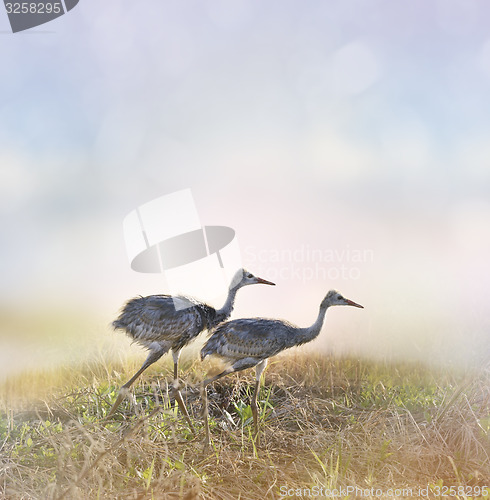 Image of Sandhill Crane Chicks