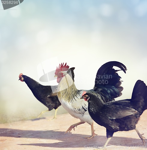 Image of Rooster and Chickens.