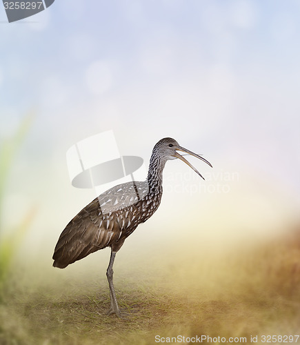 Image of Limpkin Bird