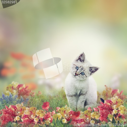 Image of White Kitten in Flowers