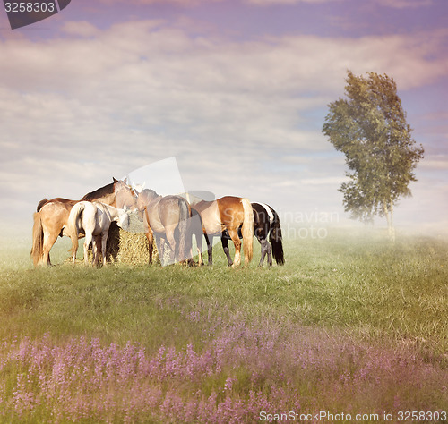 Image of Horses Eating Hay