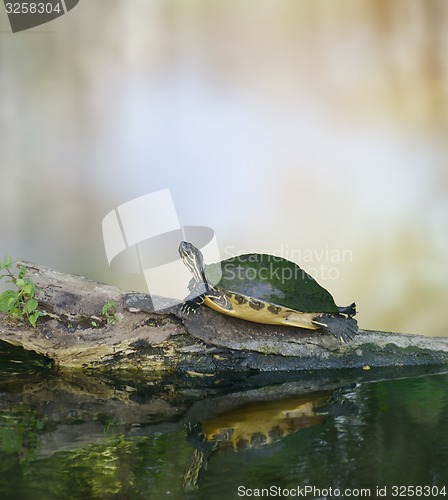 Image of Florida Cooter Turtle