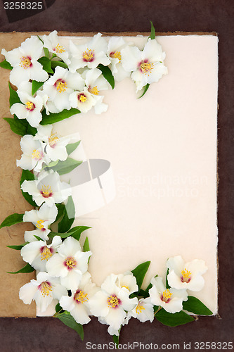 Image of Philadelphus Flowers