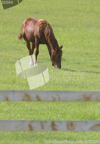 Image of horse grazing