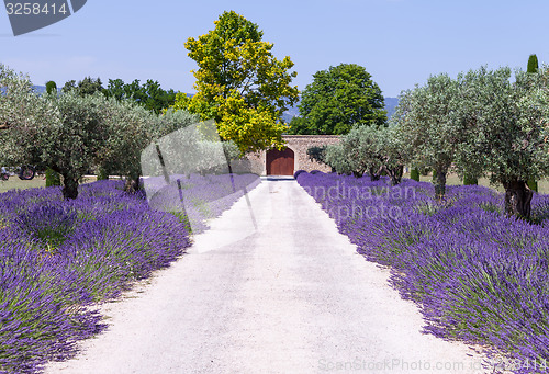 Image of Lavander garden