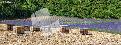 Image of Beehive close to lavander field