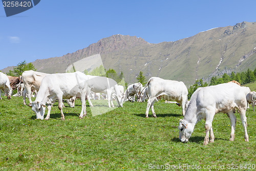 Image of Free calf on Italian Alps