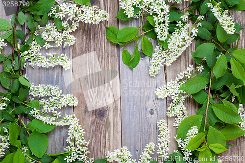 Image of branch of blossom bird cherry