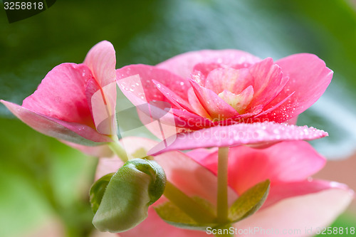 Image of flowers and leaves achimenes