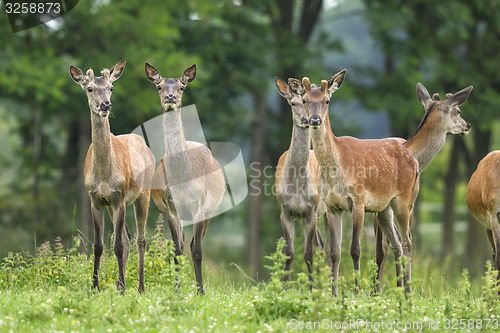 Image of red deer, cervus elaphus