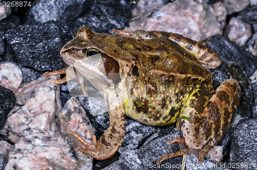 Image of rana temporaria, common frog