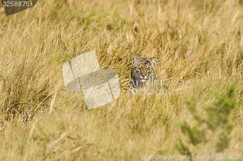 Image of bobcat, lynx rufus